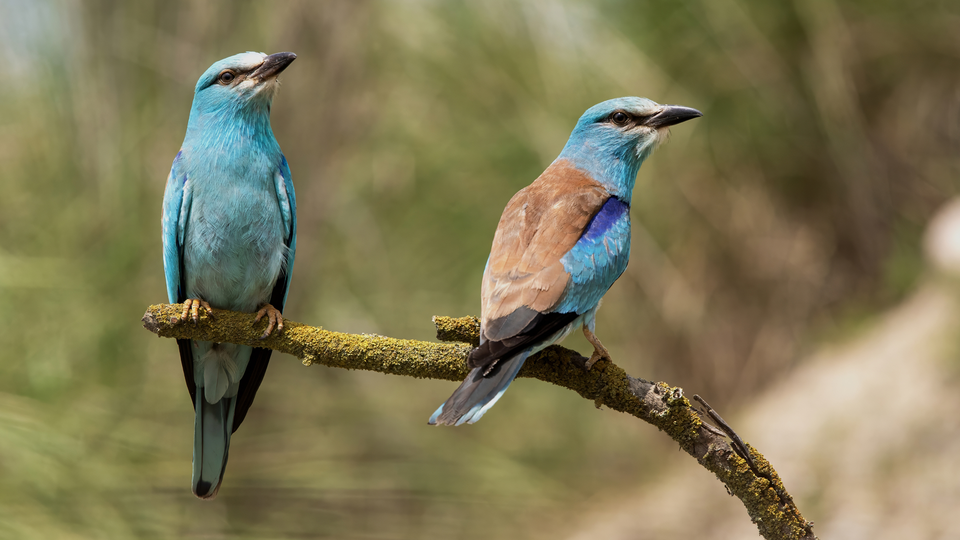 European Roller